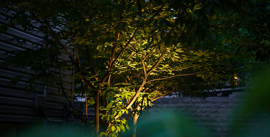 Tree lit up with in-ground lighting